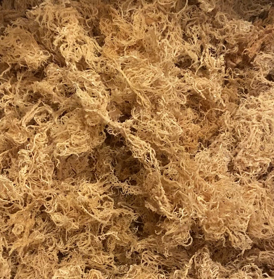 WHOLESALE Sea Moss (Chondrus Crispus) From St. Lucia