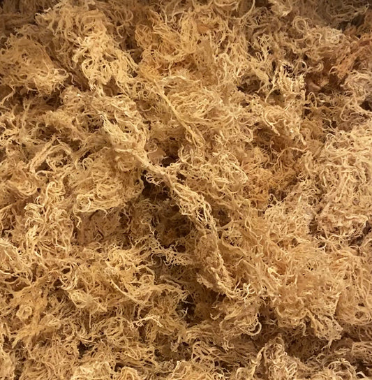 Raw Sea Moss (Chondrus Crispus) From St. Lucia
